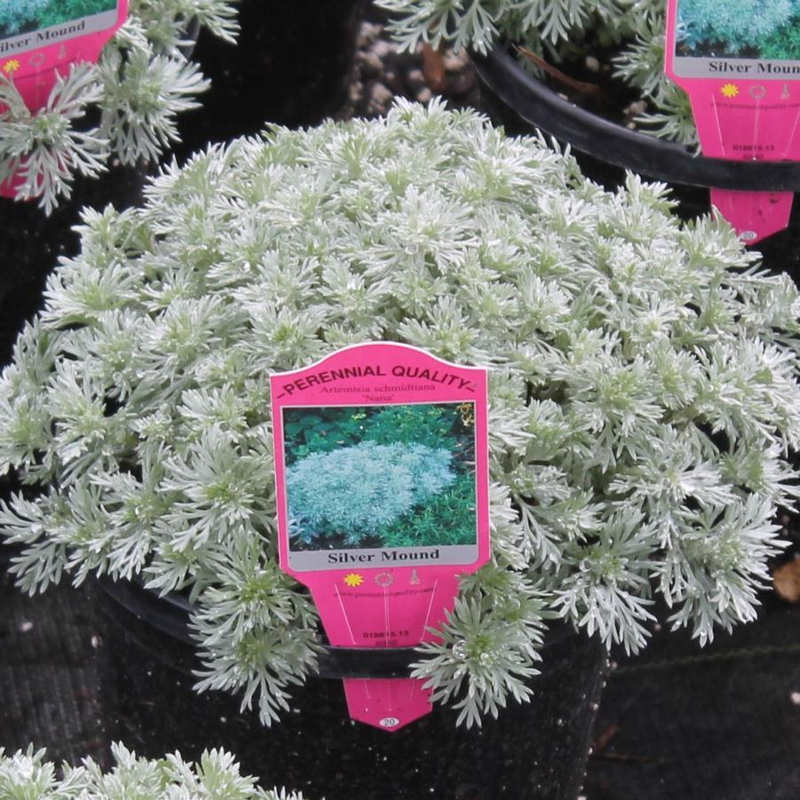 G783 Artemisia Schmidtiana 'silver Mound' - View 17 from www redcrocus com