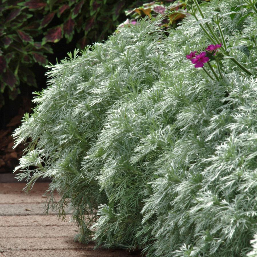 G783 Artemisia Schmidtiana 'silver Mound' - View 18 from www redcrocus com