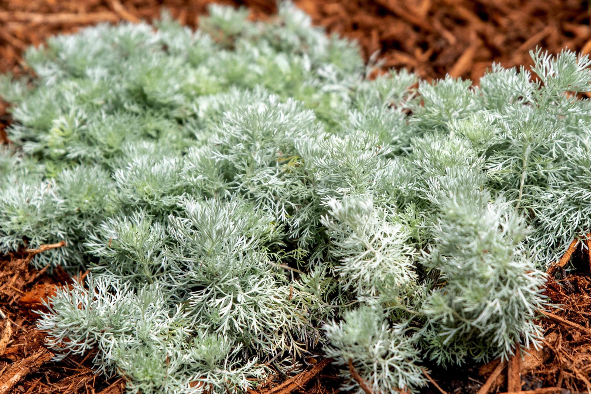 G783 Artemisia Schmidtiana 'silver Mound' - View 19 from www redcrocus com