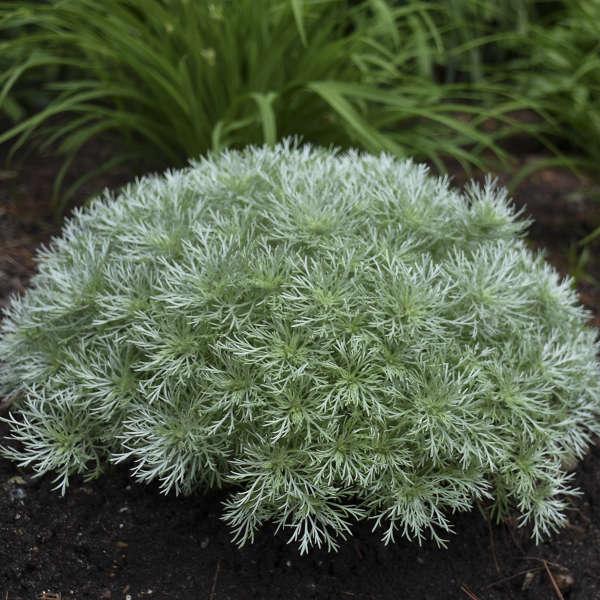 G783 Artemisia Schmidtiana 'silver Mound' - View 1 from www redcrocus com