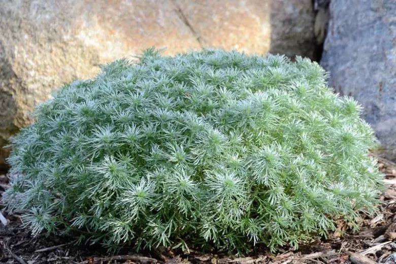 G783 Artemisia Schmidtiana 'silver Mound' - View 20 from www redcrocus com