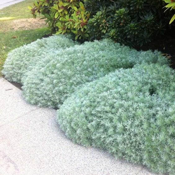 G783 Artemisia Schmidtiana 'silver Mound' - View 24 from www redcrocus com