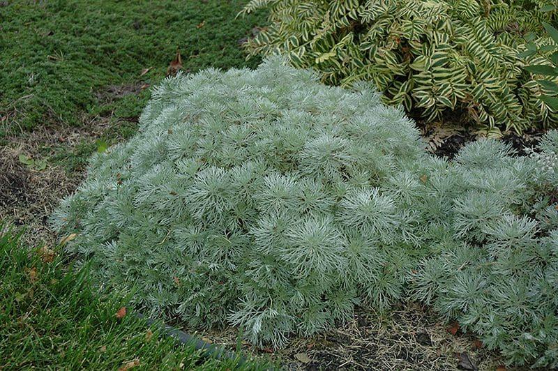 G783 Artemisia Schmidtiana 'silver Mound' - View 25 from www redcrocus com