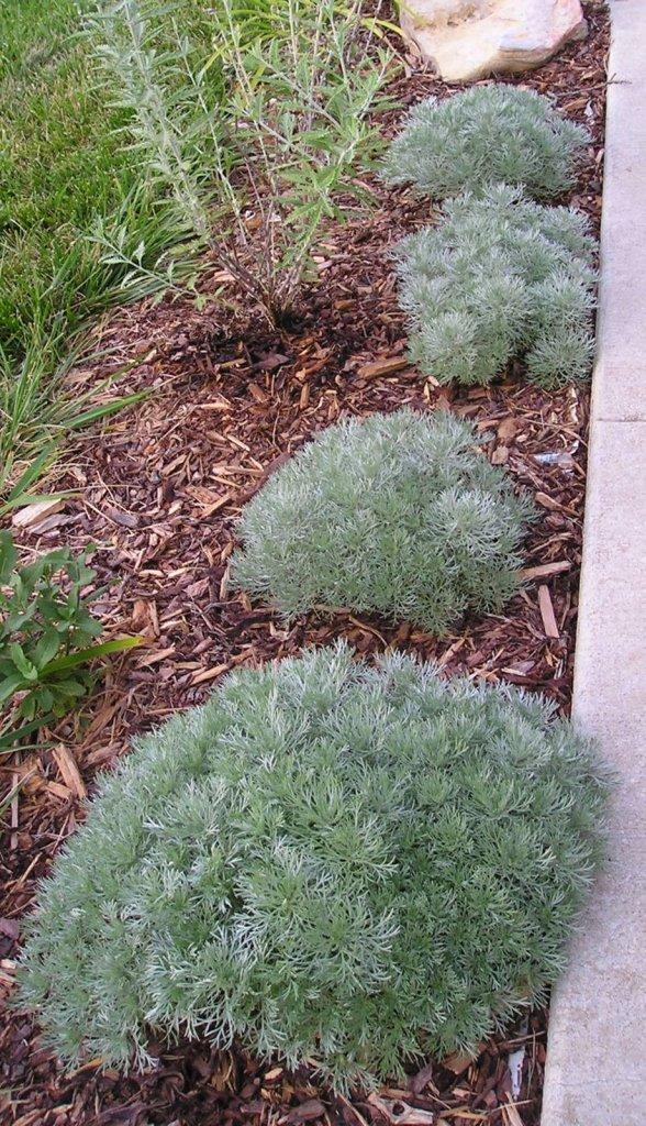 G783 Artemisia Schmidtiana 'silver Mound' - View 26 from www redcrocus com