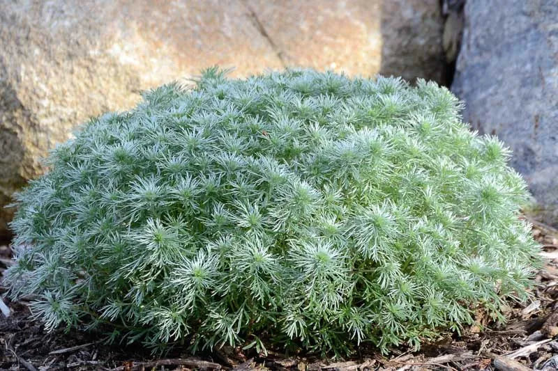 G783 Artemisia Schmidtiana 'silver Mound' - View 2 from www redcrocus com