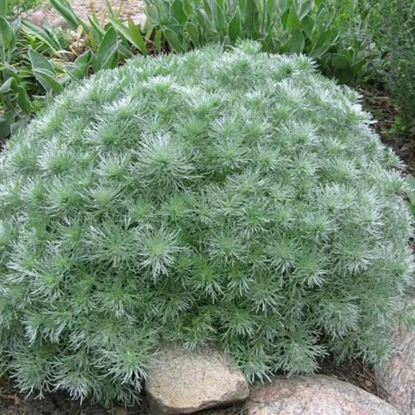 G783 Artemisia Schmidtiana 'silver Mound' - View 32 from www redcrocus com