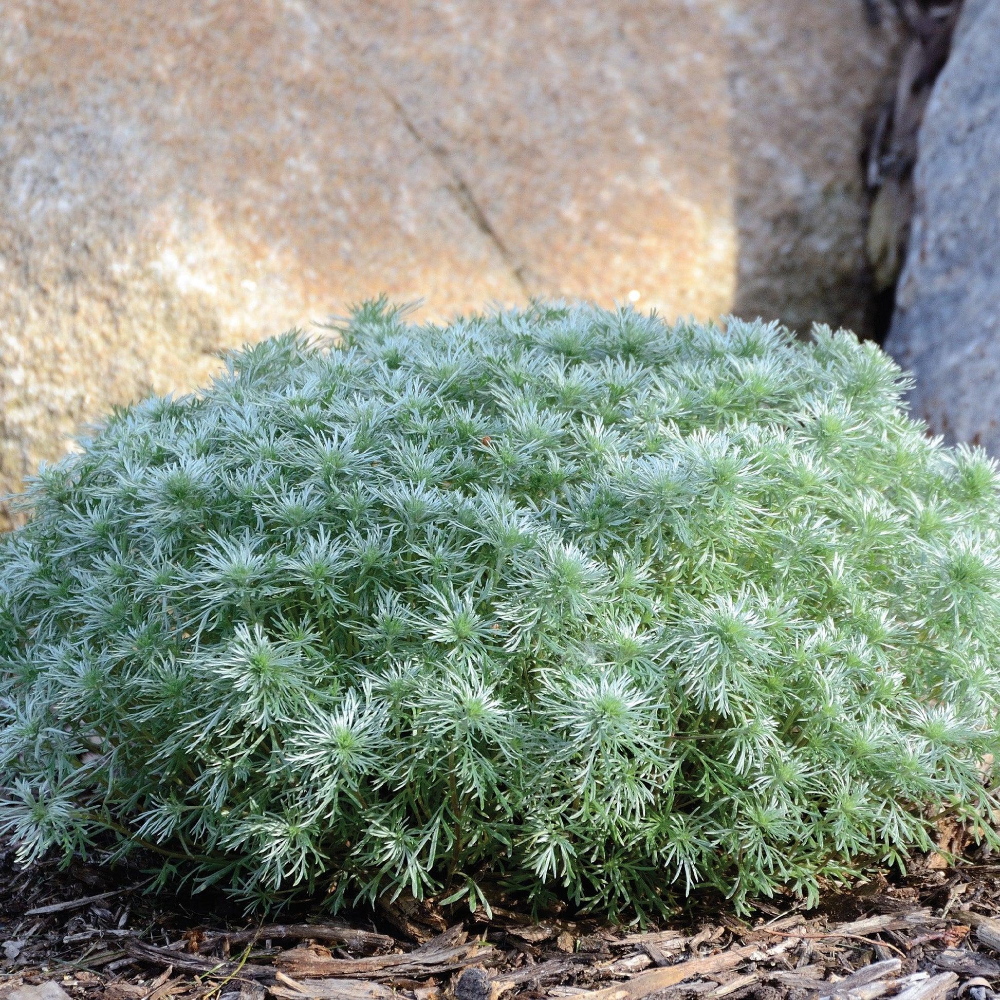 G783 Artemisia Schmidtiana 'silver Mound' - View 33 from www redcrocus com