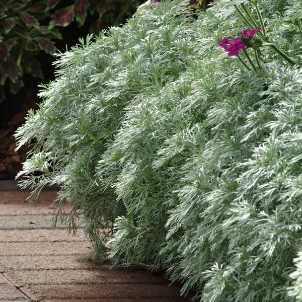 G783 Artemisia Schmidtiana 'silver Mound' - View 35 from www redcrocus com