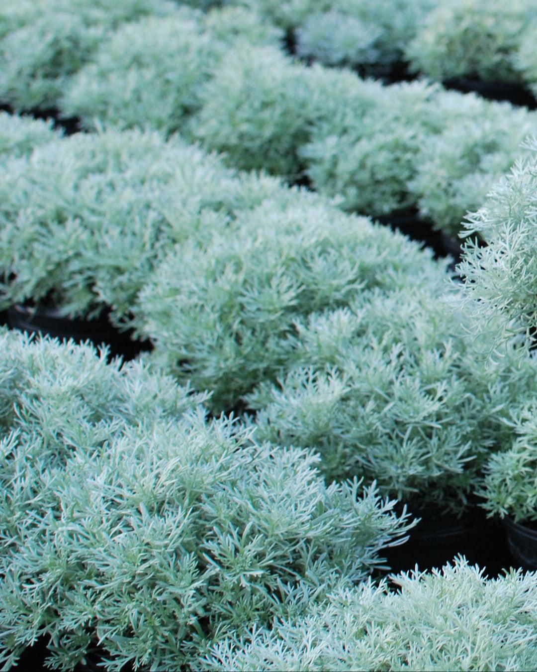 G783 Artemisia Schmidtiana 'silver Mound' - View 36 from www redcrocus com