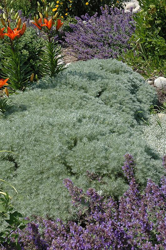 G783 Artemisia Schmidtiana 'silver Mound' - View 4 from www redcrocus com