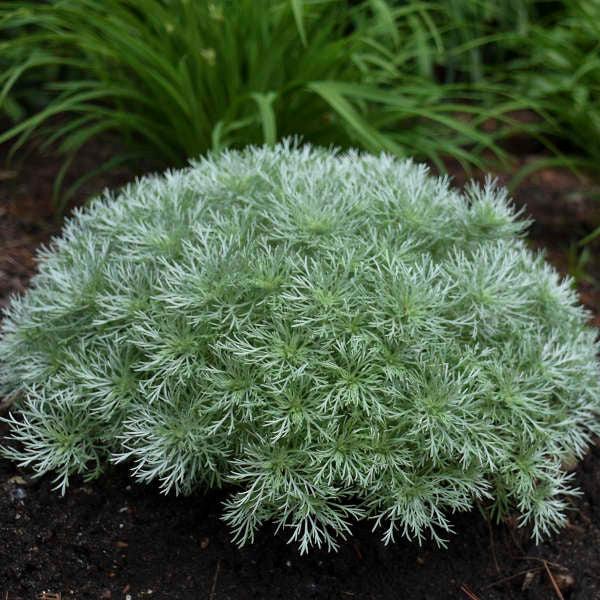 G783 Artemisia Schmidtiana 'silver Mound' - View 5 from www redcrocus com