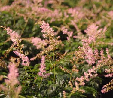 G789 Astilbe Simplicifolia 'hennie Graafland' - View 10 from www redcrocus com