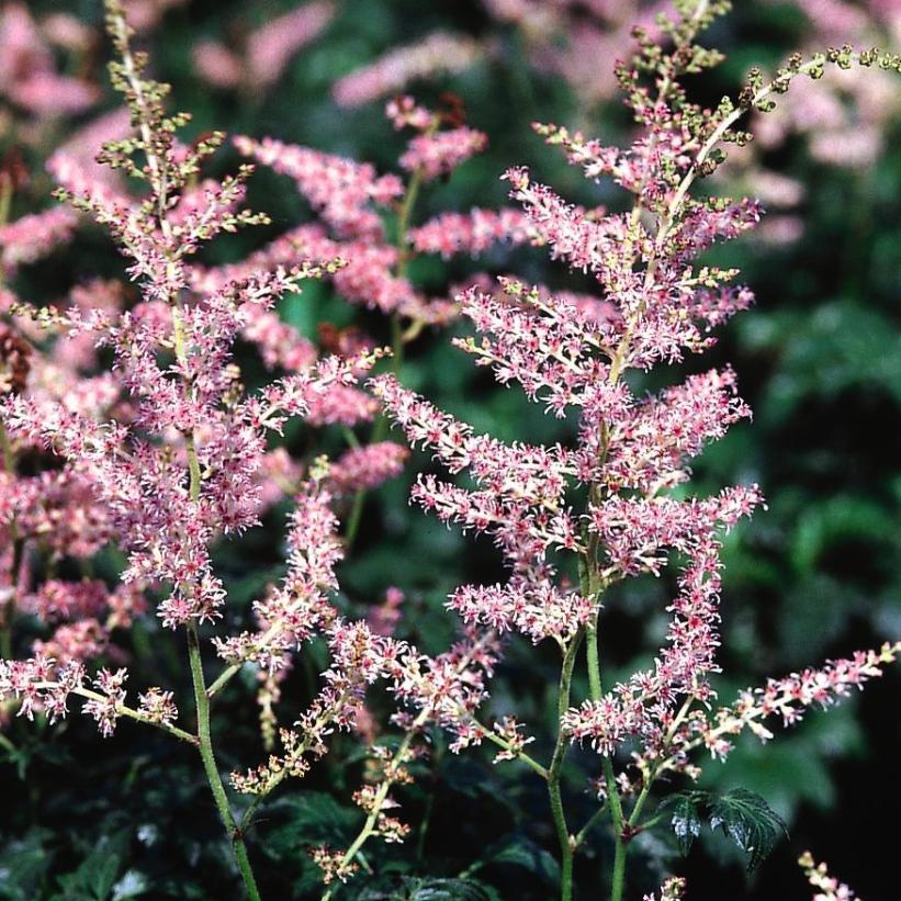 G789 Astilbe Simplicifolia 'hennie Graafland' - View 13 from www redcrocus com