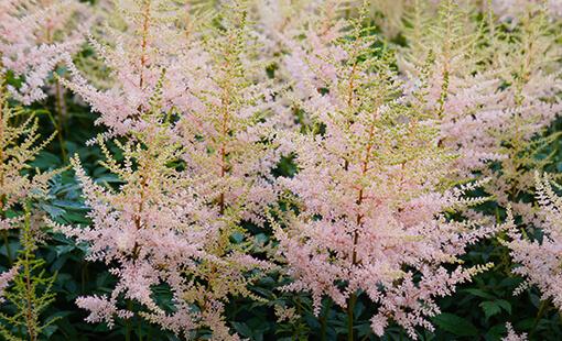 G789 Astilbe Simplicifolia 'hennie Graafland' - View 14 from www redcrocus com