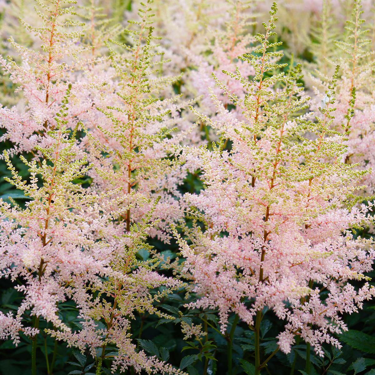 G789 Astilbe Simplicifolia 'hennie Graafland' - View 15 from www redcrocus com