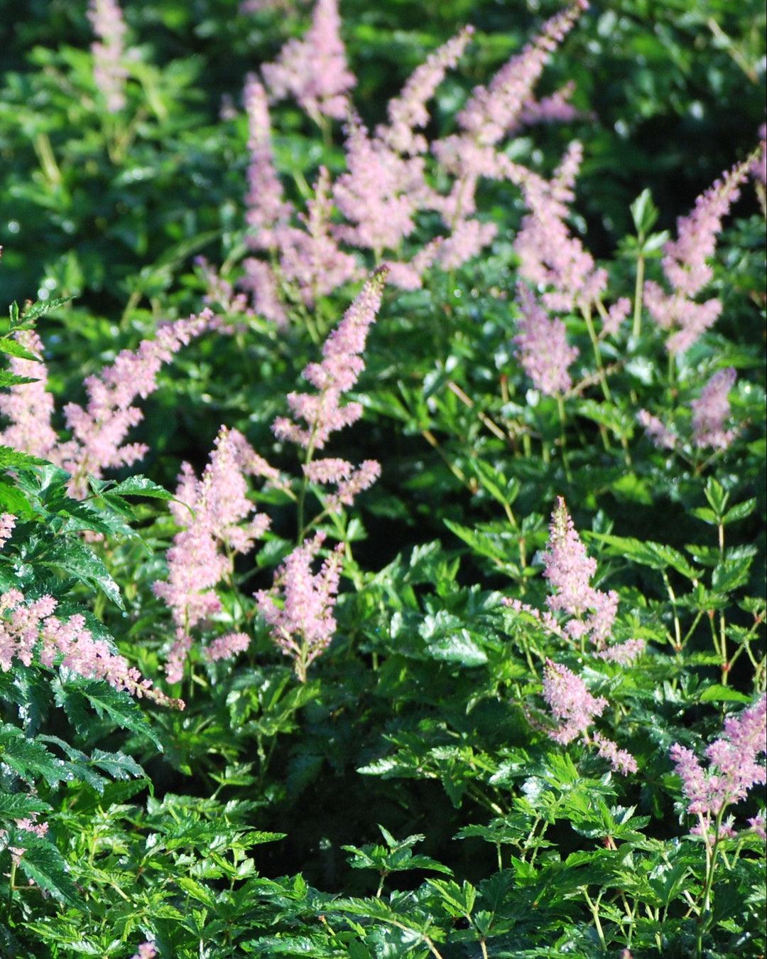 G789 Astilbe Simplicifolia 'hennie Graafland' - View 16 from www redcrocus com