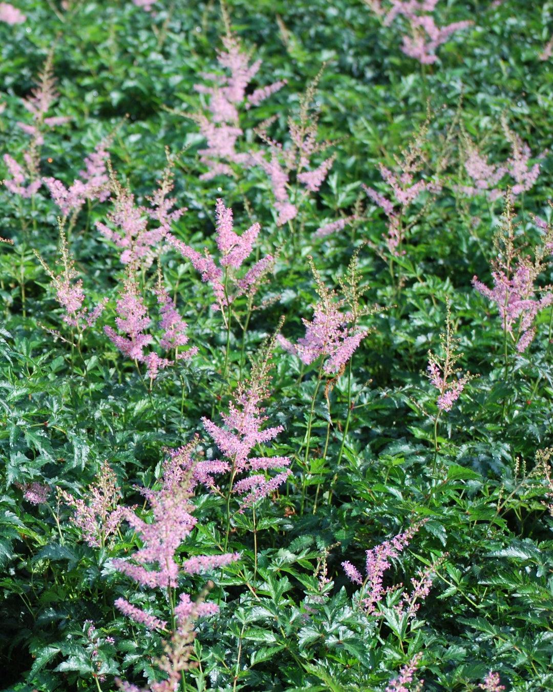 G789 Astilbe Simplicifolia 'hennie Graafland' - View 19 from www redcrocus com