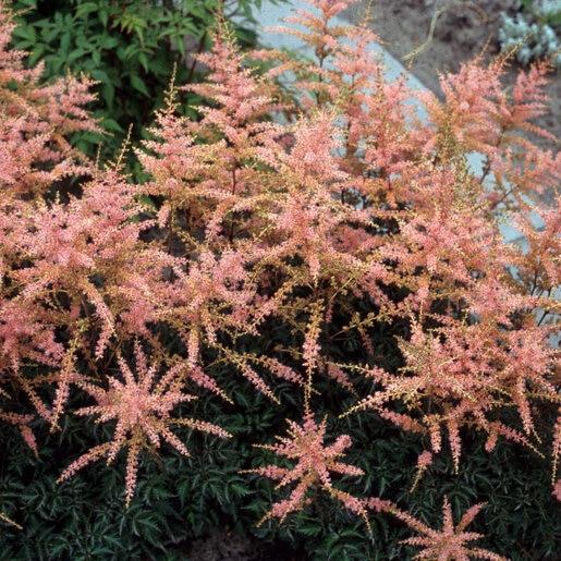 G789 Astilbe Simplicifolia 'hennie Graafland' - View 21 from www redcrocus com