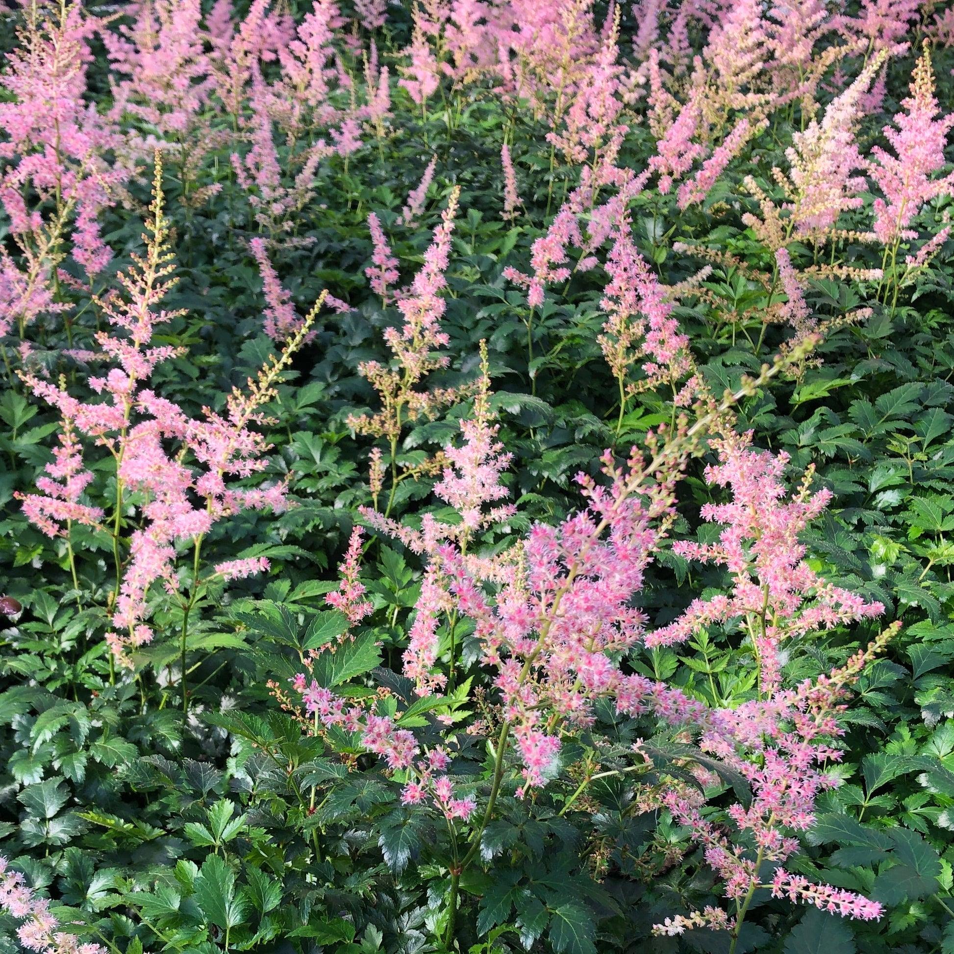 G789 Astilbe Simplicifolia 'hennie Graafland' - View 22 from www redcrocus com
