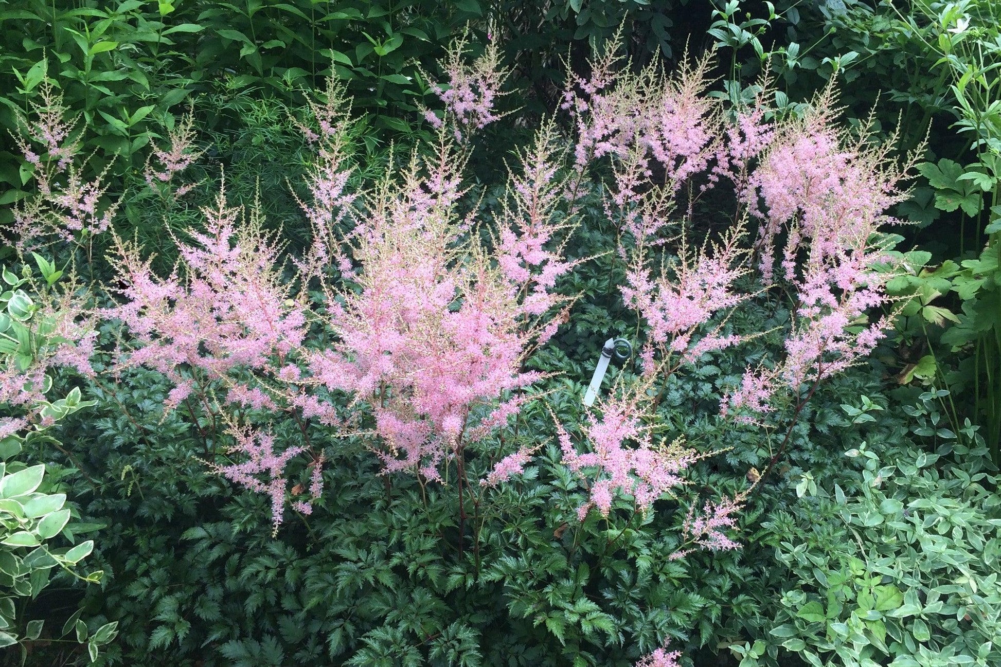 G789 Astilbe Simplicifolia 'hennie Graafland' - View 23 from www redcrocus com