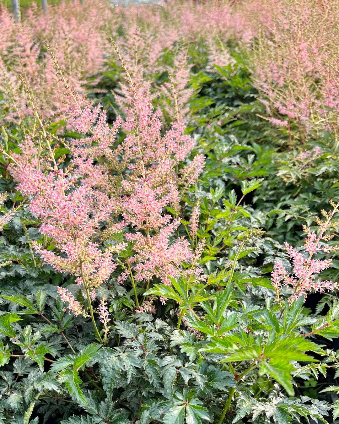 G789 Astilbe Simplicifolia 'hennie Graafland' - View 25 from www redcrocus com