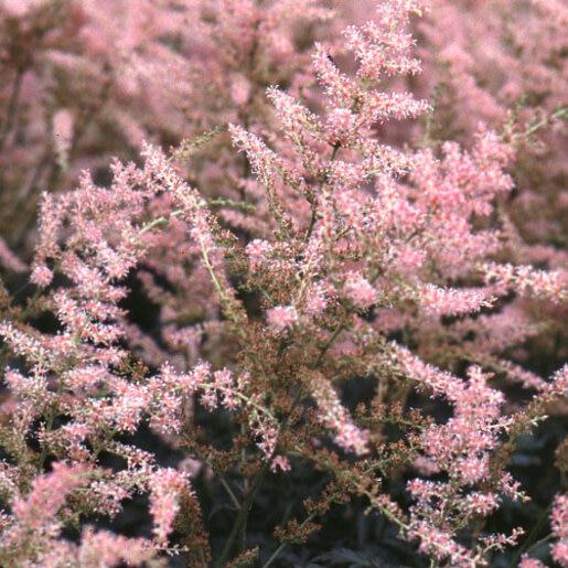 G789 Astilbe Simplicifolia 'hennie Graafland' - View 26 from www redcrocus com