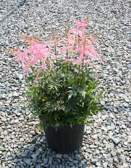 G789 Astilbe Simplicifolia 'hennie Graafland' - View 27 from www redcrocus com