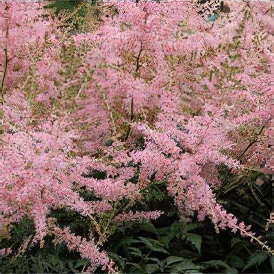 G789 Astilbe Simplicifolia 'hennie Graafland' - View 29 from www redcrocus com