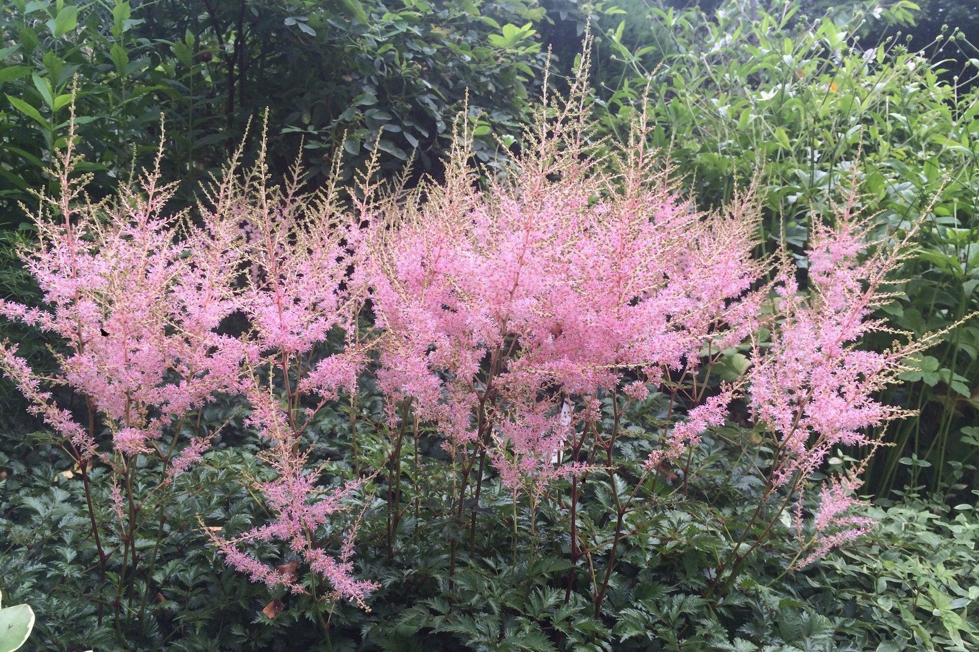 G789 Astilbe Simplicifolia 'hennie Graafland' - View 2 from www redcrocus com
