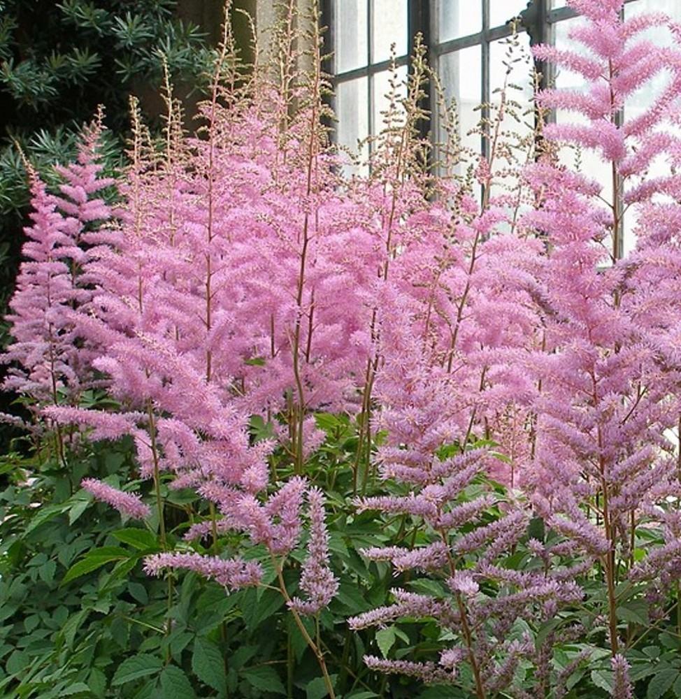 G789 Astilbe Simplicifolia 'hennie Graafland' - View 31 from www redcrocus com