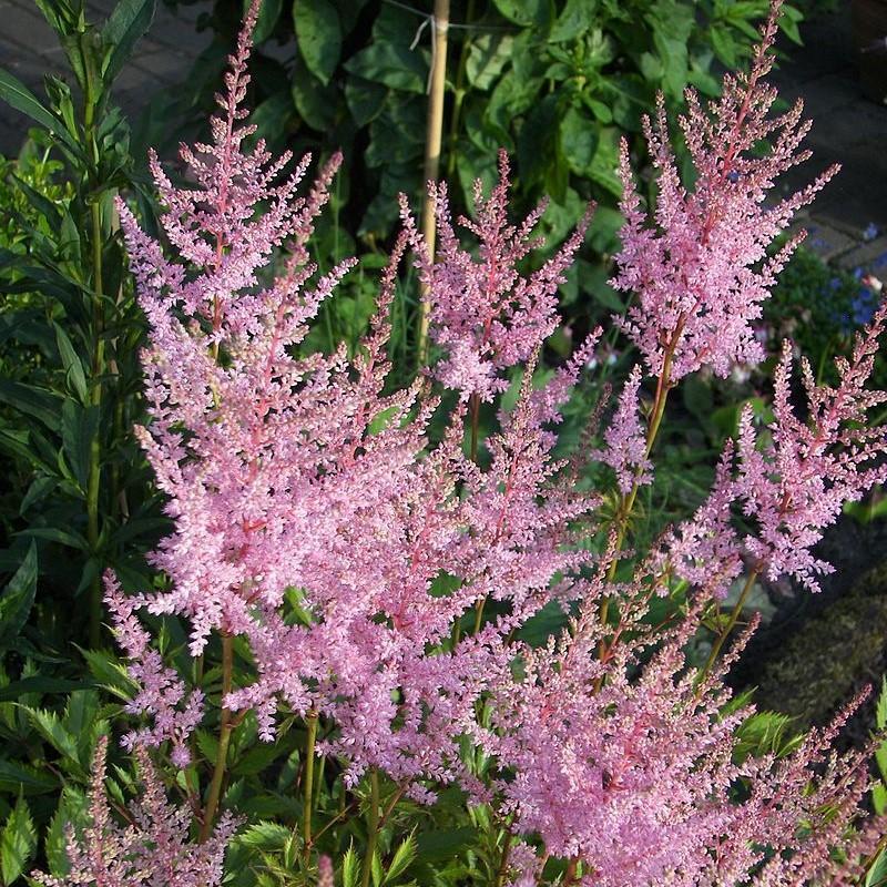 G789 Astilbe Simplicifolia 'hennie Graafland' - View 3 from www redcrocus com