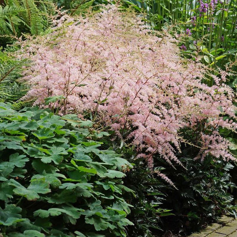 G789 Astilbe Simplicifolia 'hennie Graafland' - View 6 from www redcrocus com