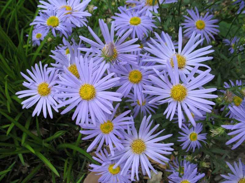 G792 Kalimeris Incisa 'blue Star' - View 12 from www redcrocus com
