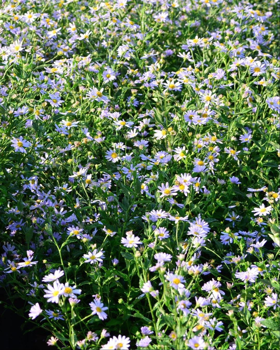 G792 Kalimeris Incisa 'blue Star' - View 33 from www redcrocus com