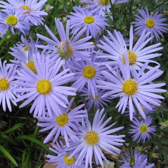 G792 Kalimeris Incisa 'blue Star' - View 3 from www redcrocus com