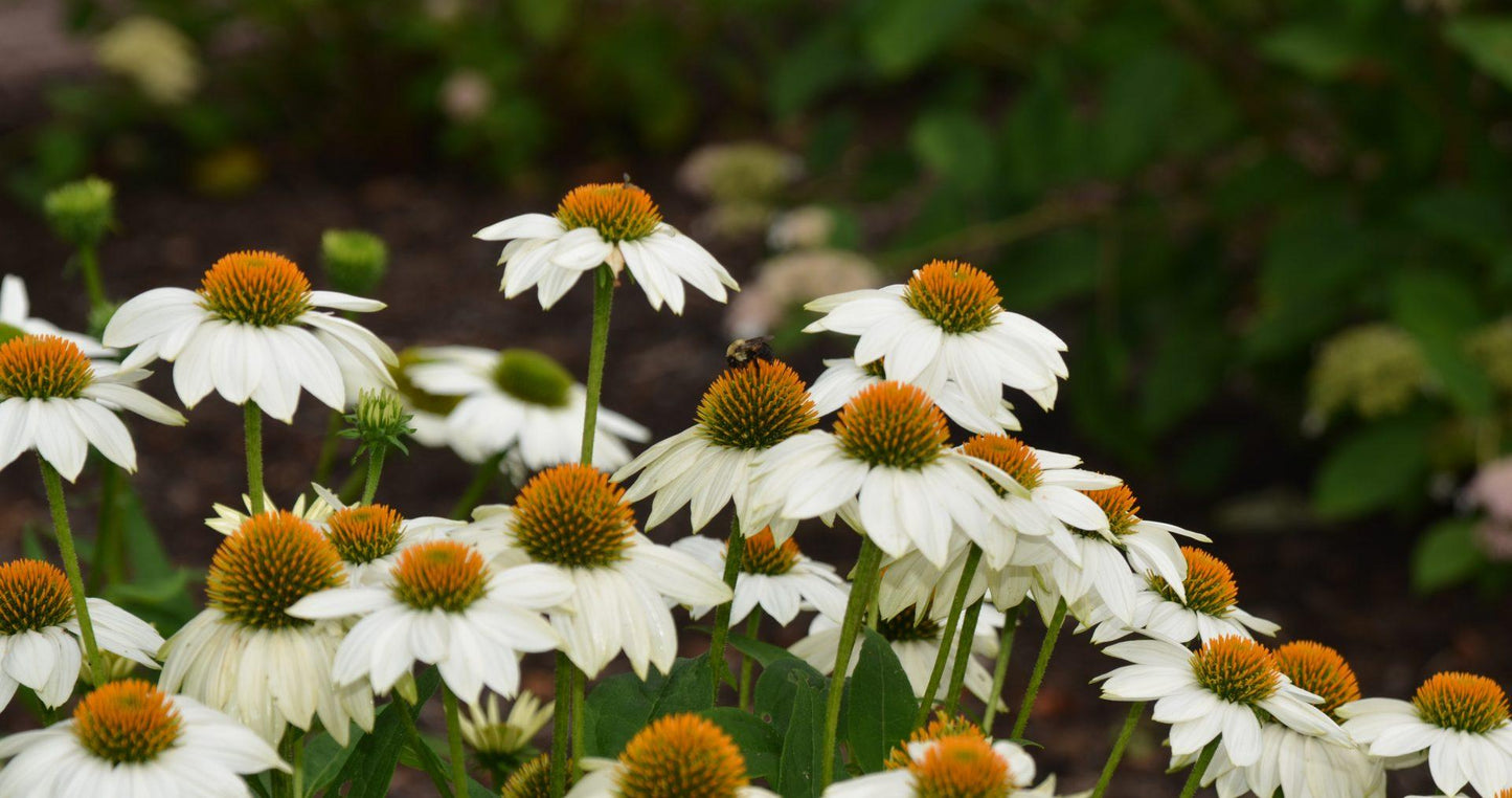 G793 Echinacea Purpurea 'powwow White' - View 10 from www redcrocus com