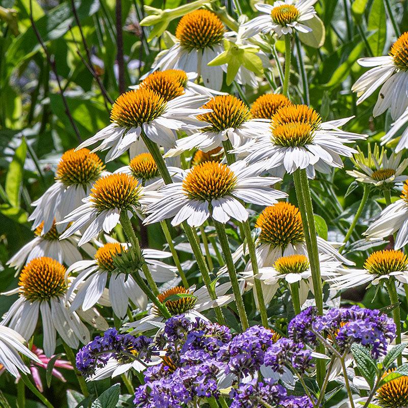 G793 Echinacea Purpurea 'powwow White' - View 12 from www redcrocus com