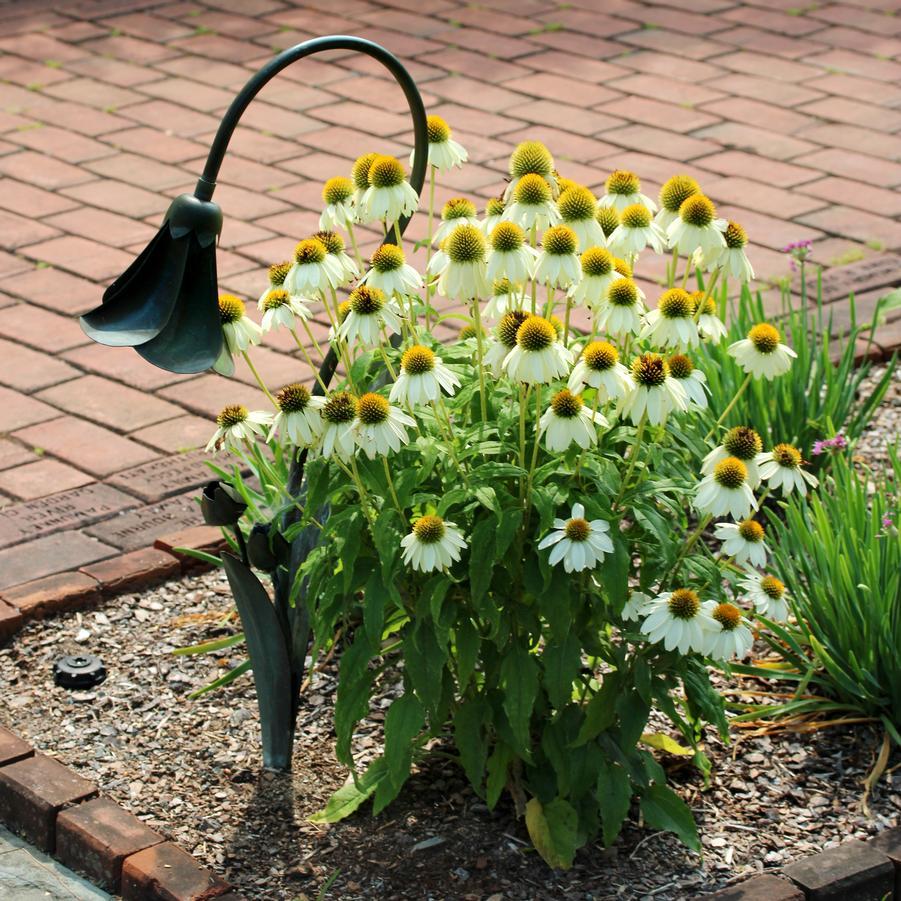 G793 Echinacea Purpurea 'powwow White' - View 15 from www redcrocus com