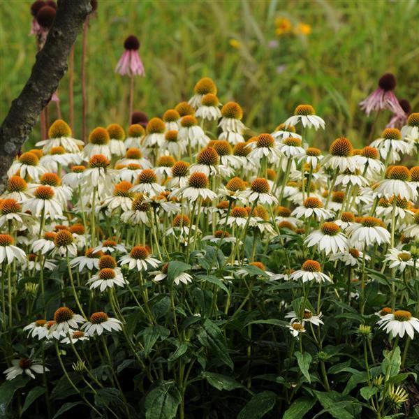 G793 Echinacea Purpurea 'powwow White' - View 17 from www redcrocus com