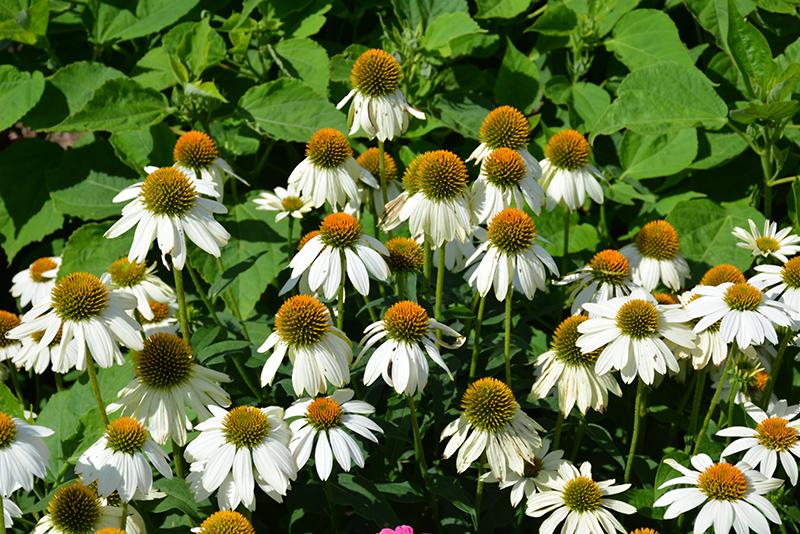 G793 Echinacea Purpurea 'powwow White' - View 18 from www redcrocus com