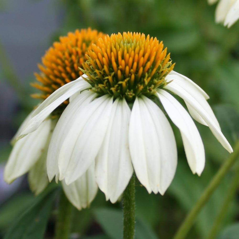 G793 Echinacea Purpurea 'powwow White' - View 19 from www redcrocus com