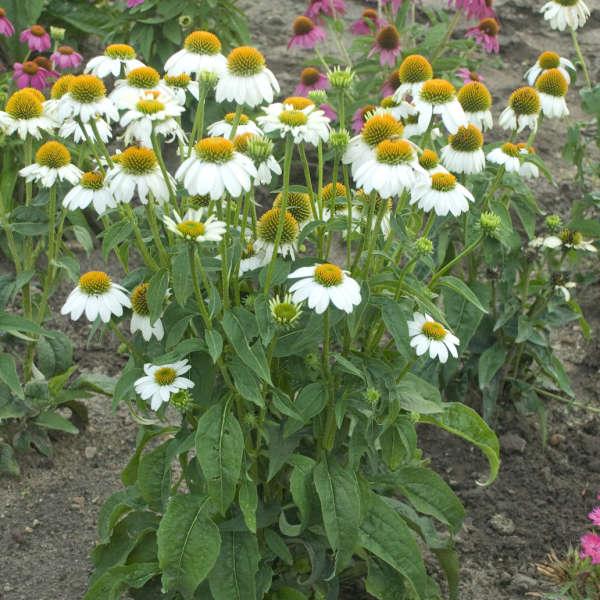 G793 Echinacea Purpurea 'powwow White' - View 1 from www redcrocus com