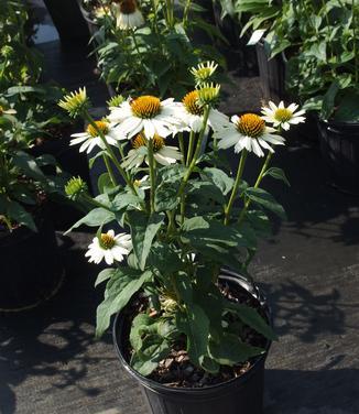 G793 Echinacea Purpurea 'powwow White' - View 20 from www redcrocus com