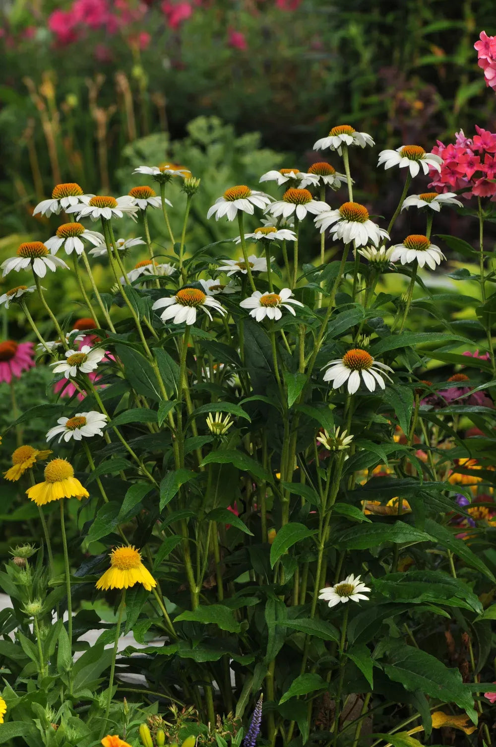 G793 Echinacea Purpurea 'powwow White' - View 21 from www redcrocus com