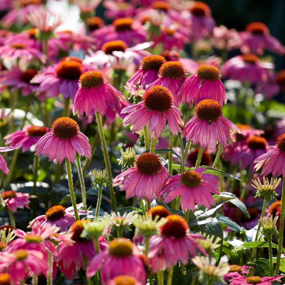 G793 Echinacea Purpurea 'powwow White' - View 22 from www redcrocus com