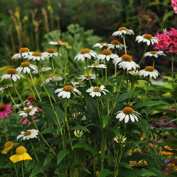 G793 Echinacea Purpurea 'powwow White' - View 23 from www redcrocus com