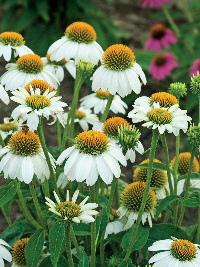 G793 Echinacea Purpurea 'powwow White' - View 24 from www redcrocus com