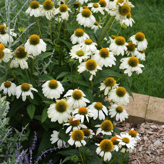 G793 Echinacea Purpurea 'powwow White' - View 26 from www redcrocus com