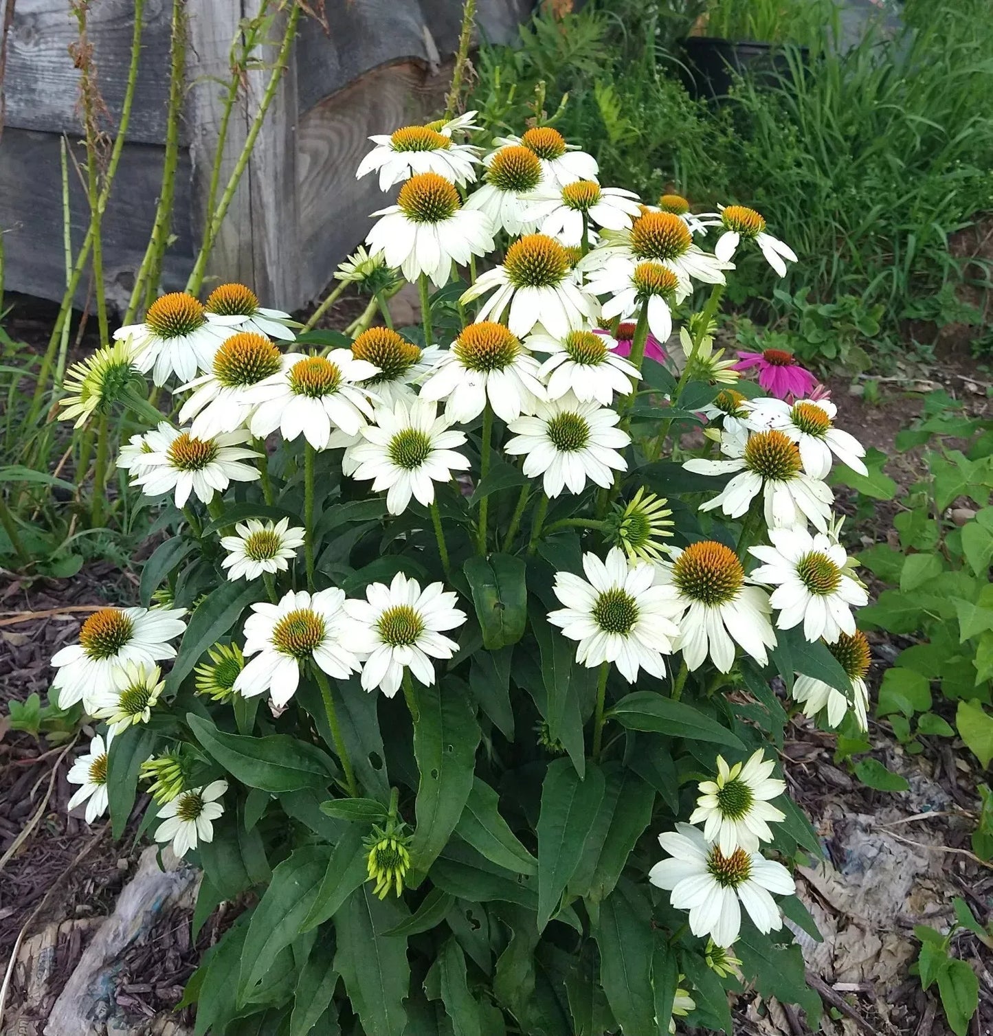 G793 Echinacea Purpurea 'powwow White' - View 27 from www redcrocus com