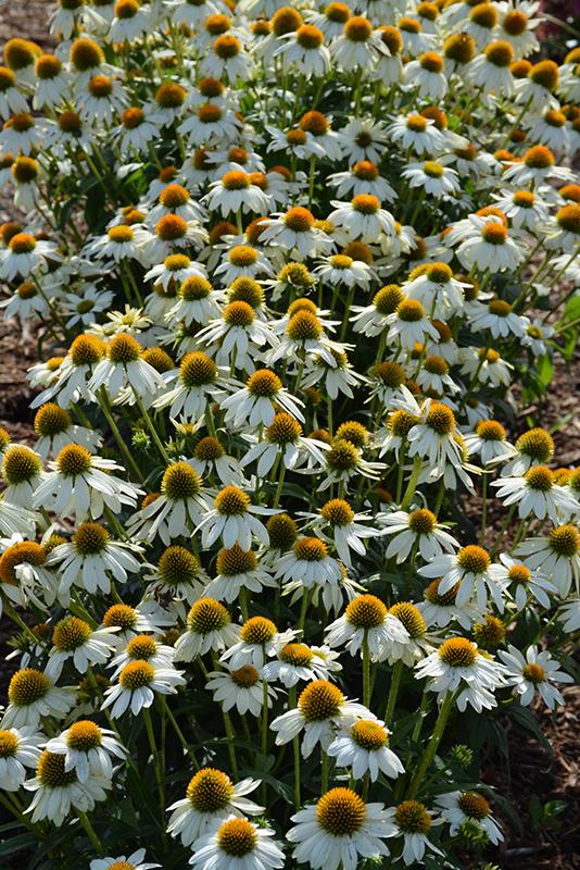 G793 Echinacea Purpurea 'powwow White' - View 28 from www redcrocus com